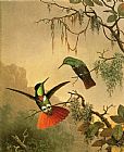 Martin Johnson Heade Canvas Paintings - Two Hooded Visorbearer Hummingbirds